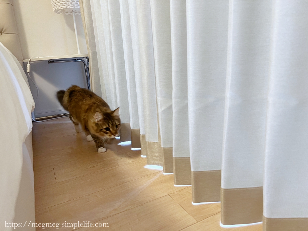 カーテンの裏で走り回る猫