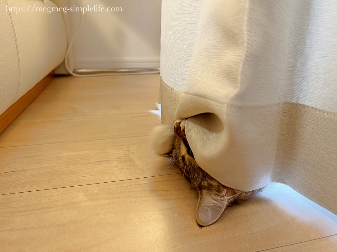 新しいカーテンにイタズラする猫