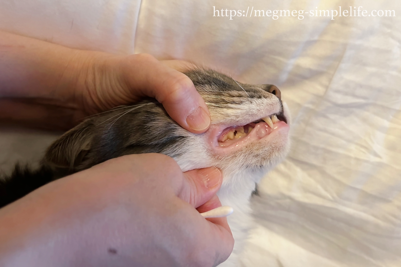 歯石取り後の猫の歯ぐき